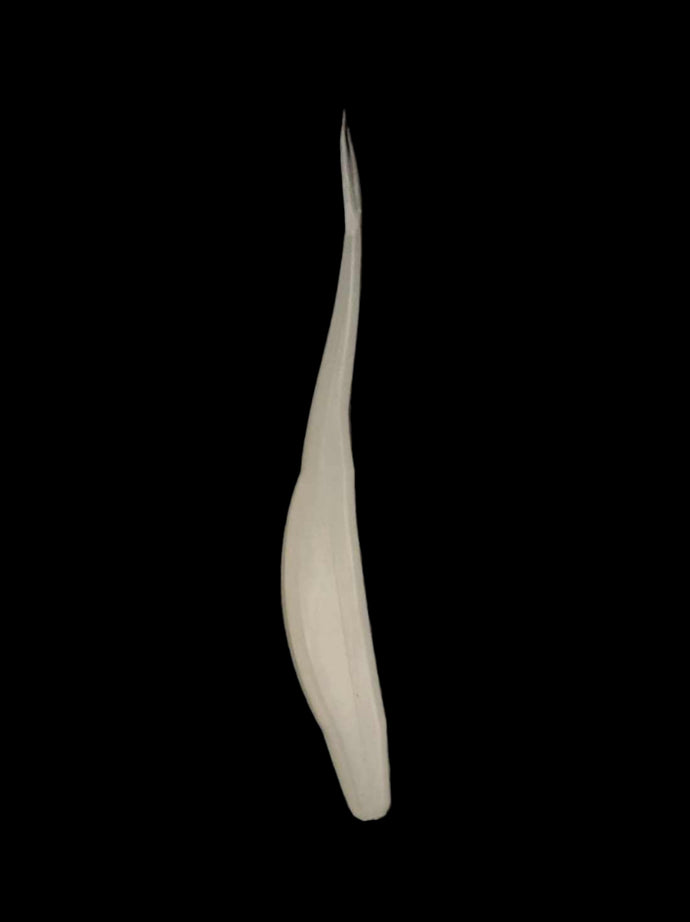 46x 5” jerk shad Arctic White